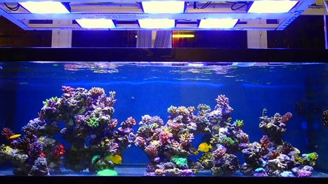 Stunning custom aquarium build